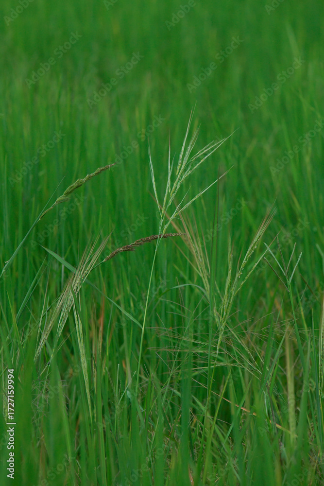 Obraz premium rice landscape, green grass background. landscape from Thialand.