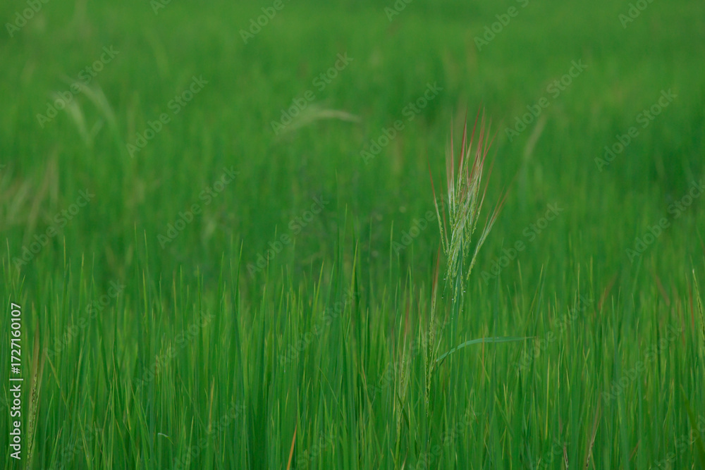 Obraz premium rice landscape, green grass background. landscape from Thialand.