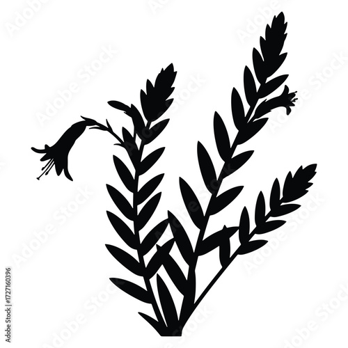 Elegant floral silhouette vector of blooming heath plant with leaves