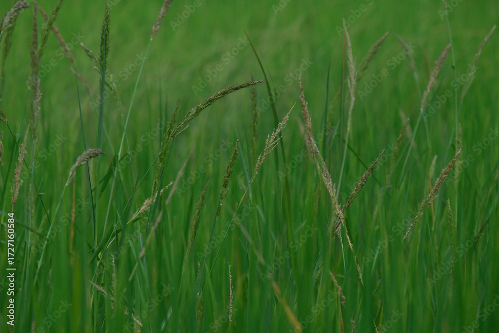 Obraz premium rice landscape, green grass background. landscape from Thialand.