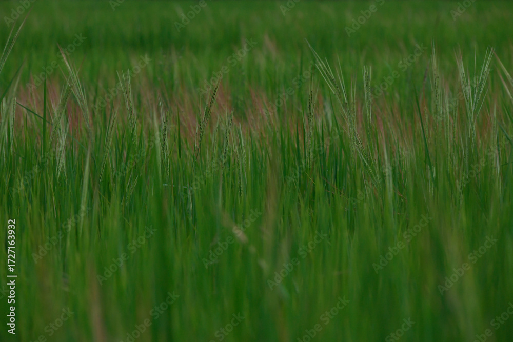 Obraz premium rice landscape, green grass background. landscape from Thialand.