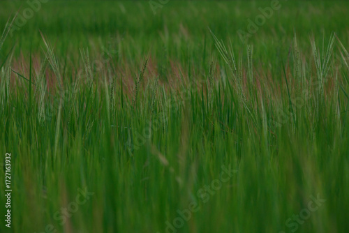 rice landscape, green grass background. landscape from Thialand.