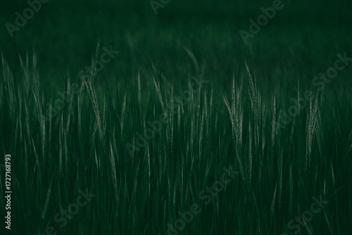 rice landscape, green grass background. landscape from Thailand.