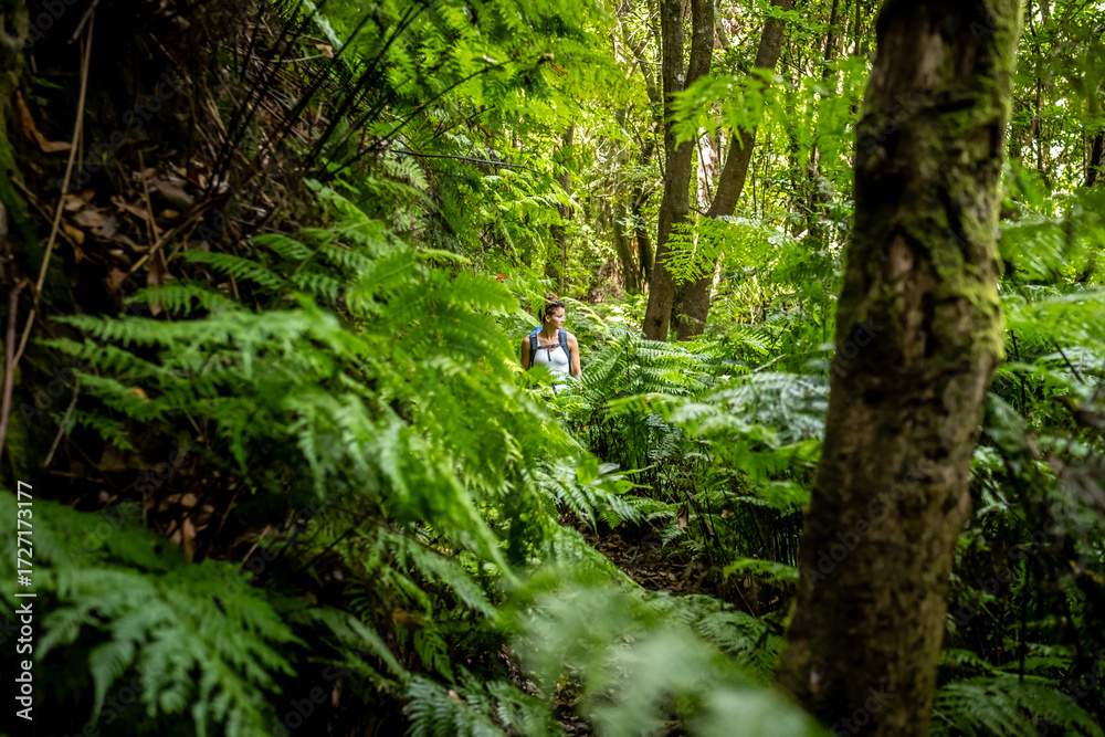 Fototapeta premium A hiker walks along a green jungle path overgrown with ferns. The rainforest is located in São Vicente on the island of Madeira in Portugal.