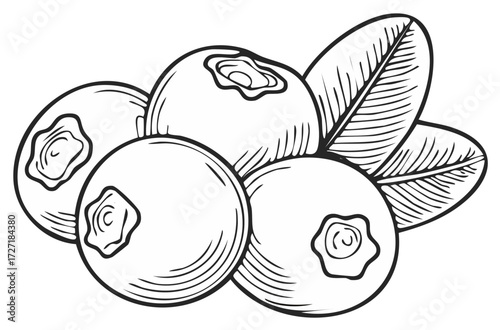 Hand drawn sketch illustration of ripe blueberries with leaves in vintage style