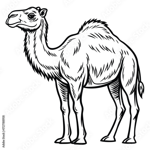 Vector art of a black and white line drawing of a dromedary camel standing on a