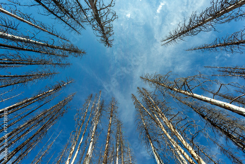 Tall, thin trees stretch skyward against a bright blue sky with wispy clouds above. Alberta, Canada