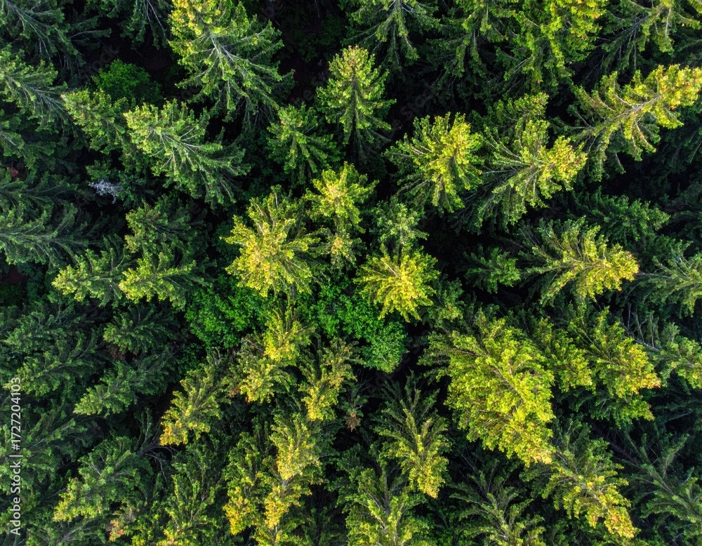 Fototapeta premium Dense evergreen forest canopy, aerial view