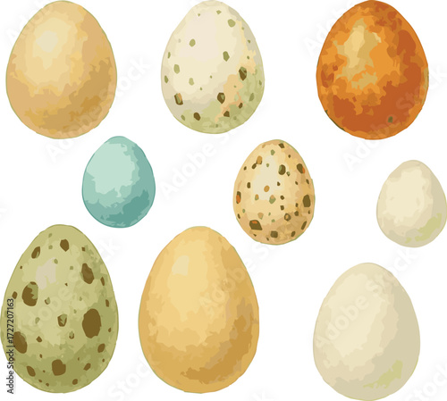Collection of vector watercolor painted various birds eggs