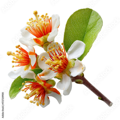 Wallpaper Mural Orange-tipped blossom on transparent background Torontodigital.ca