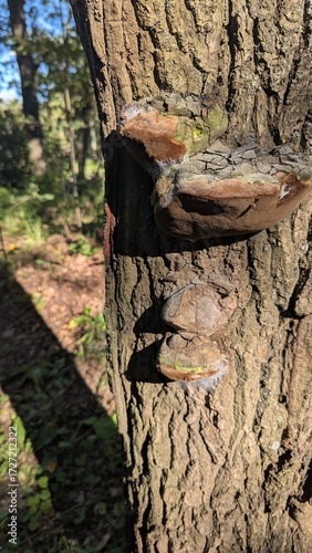 Bild auf Leinwand Vertical close-up of large tinder fungus (Fomes fomentarius) growing on a tree trunk in a sunlit forest