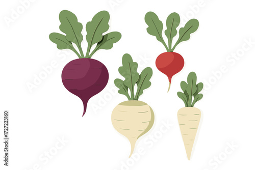 Assortment of fresh healthy garden root vegetables including beet radish turnip parsnip with vibrant green foliage