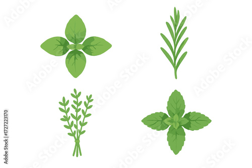 Variety of fresh green culinary herbs including basil, rosemary, thyme, and mint for cooking and seasoning