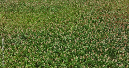 Sorghum crops in the autumn farm