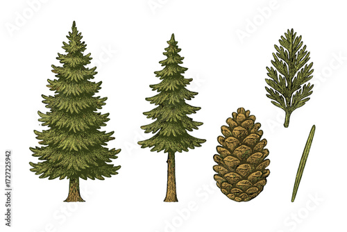 Detailed hand drawn evergreen trees with a pine cone and needles botanical elements in a vintage style