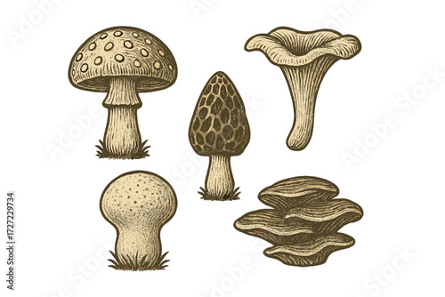 Detailed botanical collection of wild mushrooms morel chanterelle puffball and other fungi species