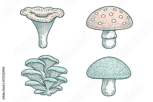 Assortment of various wild and edible fungi species including chanterelle, oyster, and toadstool mushrooms