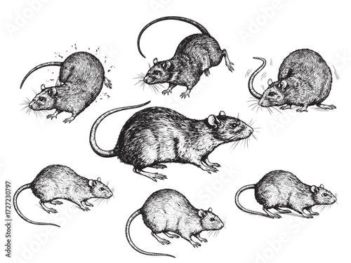 Engraved Rat Vintage Etching Creepy Rodent Vector Illustration Artwork