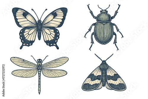 Detailed vintage style insect collection featuring a butterfly, beetle, dragonfly, and moth for natural history and science designs