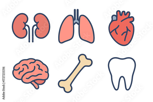 Anatomical set of human internal organs and body parts including brain heart lungs kidneys bone and tooth for medical science and healthcare concepts