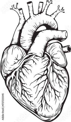 Black and white anatomical illustration of human heart with detailed ventricles, atria, aorta, and pulmonary vessels