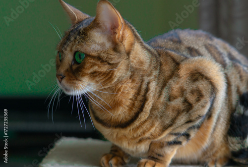  profile shot of striking bengal cat with golden brown spotted coat and vivid green eyes in softly blurred indoor setting ideal for pet care marketing, feline photography