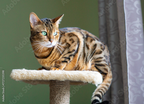 bengal cat with green eyes perched alertly on beige cat tree platform in softly lit indoor setting with natural and rustic elements ideal for pet care marketing, feline lifestyle content