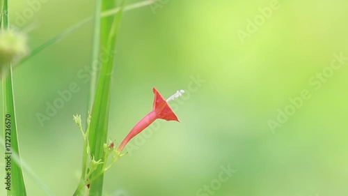 windblown flower with morning sunlight and blurred background