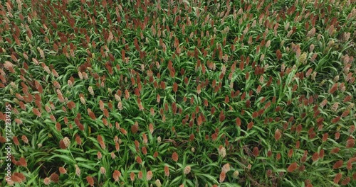 Sorghum crops in the autumn farm