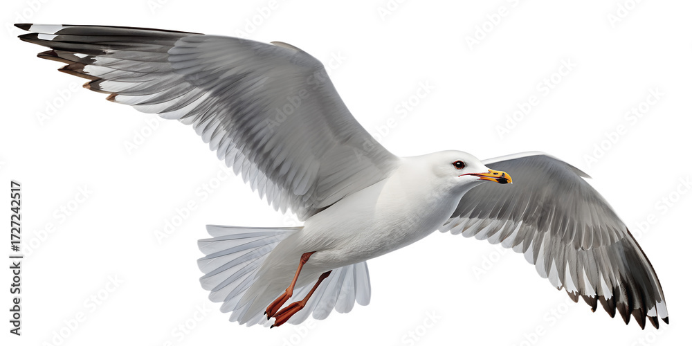 Obraz premium Seagull PNG – Realistic Flying Seaside Bird on Transparent Background