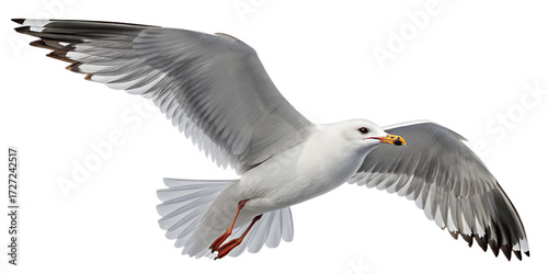 Seagull PNG – Realistic Flying Seaside Bird on Transparent Background