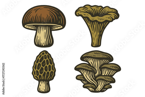 Collection of various edible wild mushrooms featuring boletus, chanterelle, morel, and oyster fungi