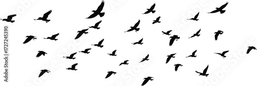 Dynamic flock of black birds silhouetted against a bright white sky creating a sense of freedom and migration