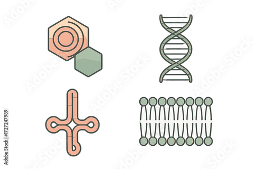 Fundamental biological structures including DNA double helix, RNA molecule, virus capsid, and lipid bilayer membrane