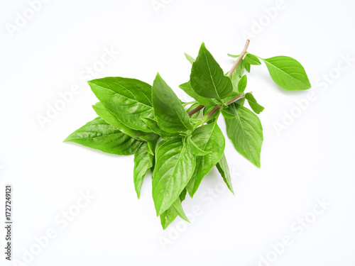 Fresh green basil leaves with smooth, glossy texture and pointed oval shape aromatic and vibrant, perfect for culinary, botanical, or herbal use.