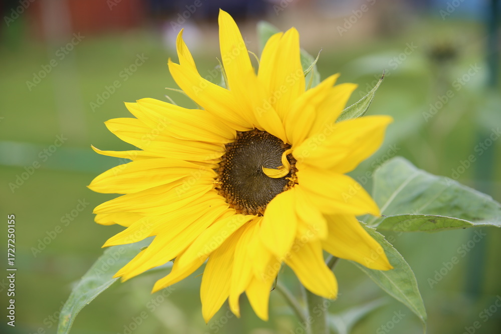 Obraz premium Sun Flower