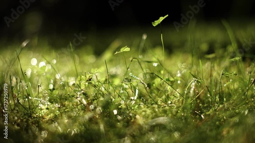 macro photography of grass and small plants in a light wind