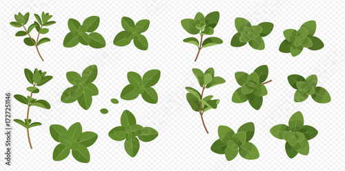 Illustration of oregano sprigs and leaf clusters, showcasing the herb's vibrant green color and distinct shape.