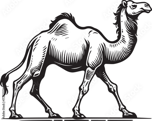 Camel in Black & White | Minimalist Desert Silhouette Vector