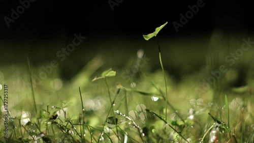 Slow-motion macro photography of grass and small plants in a light wind