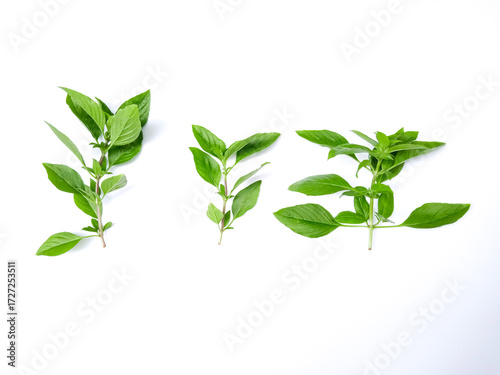 Three distinct herb sprigs on white broad, rounded, and serrated leaves in vibrant greens. A fresh, aromatic trio for culinary or botanical inspiration.
