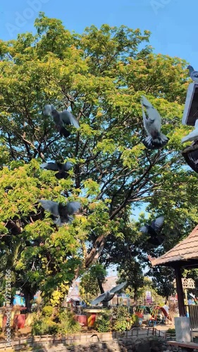 scene of dozens of pigeons gracefully descending from a tall tree
