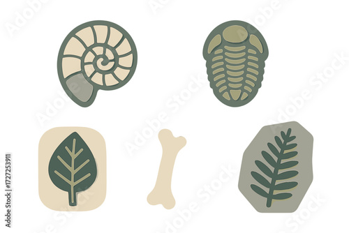 Paleontology collection of ancient fossilized remains including ammonite, trilobite, bone, and plant leaf on white