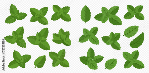 A collection of fresh green mint leaves and small sprigs arranged in various clusters on a transparent background.