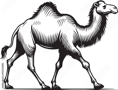 Camel in Black & White | Minimalist Desert Silhouette Vector