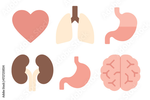 Set of essential human internal organs including heart, lungs, brain, stomach, and kidneys for medical and health concepts