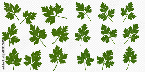 A collection of fresh green parsley leaves, individually arranged on a transparent background, showcasing their distinct shapes.