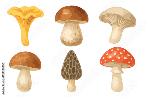 Diverse set of wild forest mushrooms featuring chanterelle, porcini, morel, oyster, and fly agaric species isolated on white