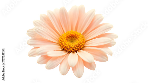 Beautiful Peach Pink Flower with Yellow Center Isolated on Transparent Background