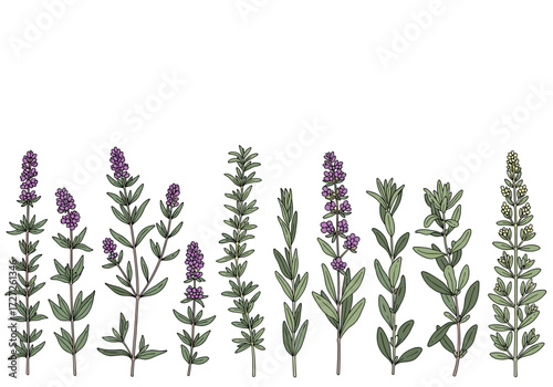 Watercolor Lavender Plants Border Illustration.